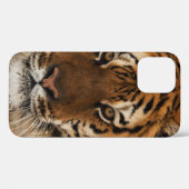 Head Shot of Sibirien Tiger Case-Mate iPhone Hülle (Rückseite (Horizontal))