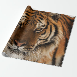 Head Shot of Sibirien Tiger Geschenkpapier