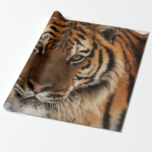 Head Shot of Sibirien Tiger Geschenkpapier (Ungerollt)