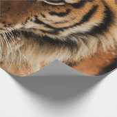 Head Shot of Sibirien Tiger Geschenkpapier (Ecke)