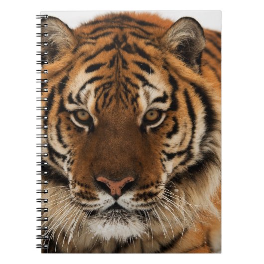 Head Shot of Sibirien Tiger Notizblock (Vorderseite)