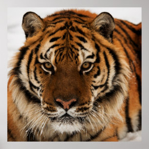 Head Shot of Sibirien Tiger Poster