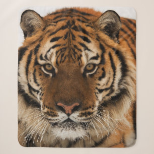 Head Shot of Sibirien Tiger Sherpadecke