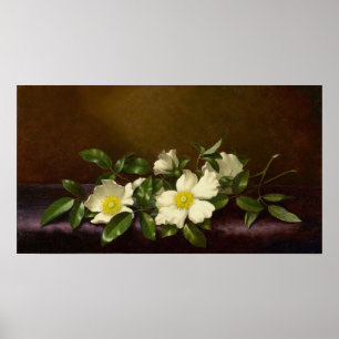 Heade - Cherokee-Rosen auf einem violetten Tuch 18 Poster