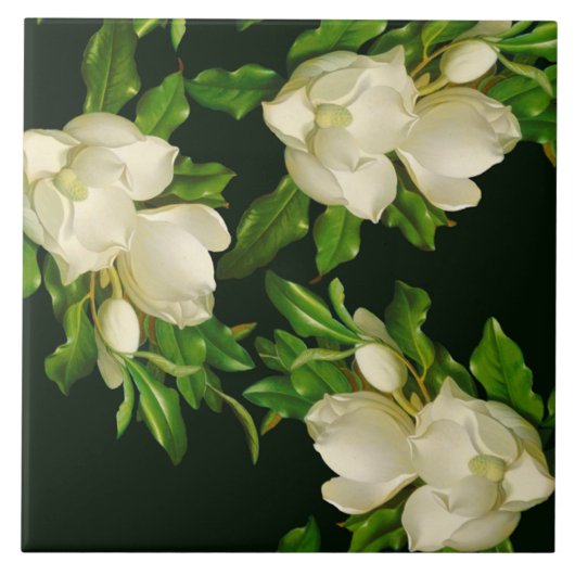 Heade Giant Magnolia Blume Blüten Keramik Tile Fliese (Vorderseite)