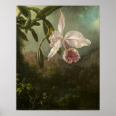 Heade - Orchideenblüten Poster (Vorne)