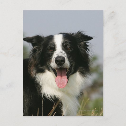 Headshot der Grenzflächendecke 1 Postkarte (Vorderseite)