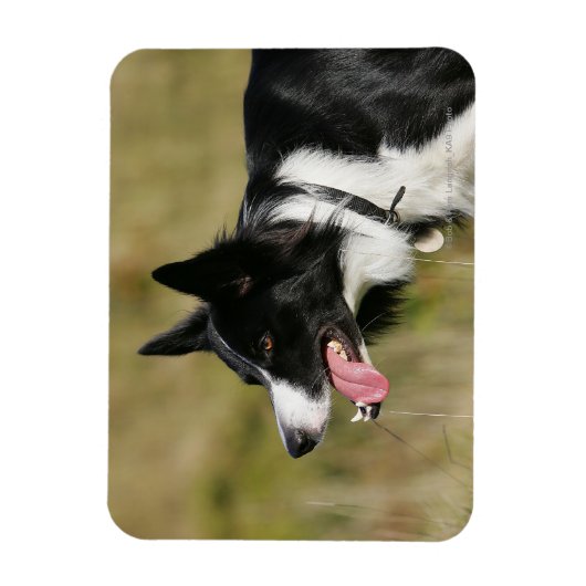 Headshot der Grenzflächendecke 2 Magnet (Vertikal)