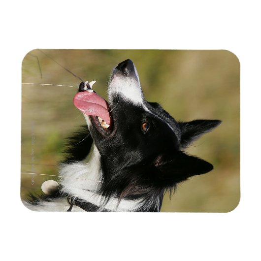 Headshot der Grenzflächendecke 2 Magnet (Horizontal)