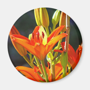 Healing Touch Magnete Orange Lily Blumen Magnet