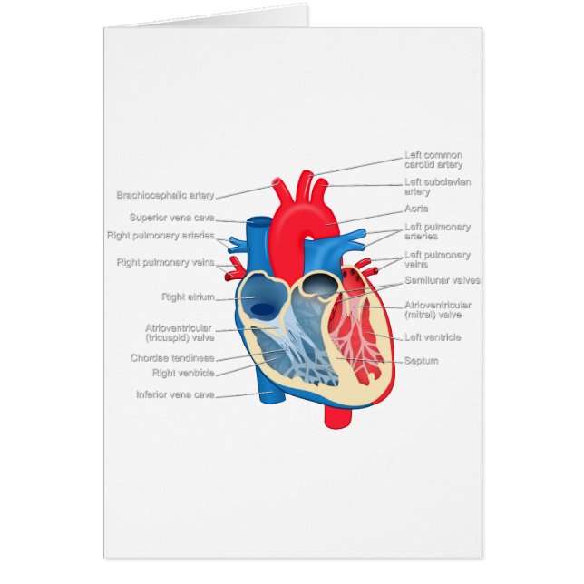 Heart_Anatomy (Vorne)