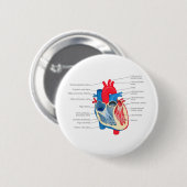 Heart_Anatomy Button (Vorne & Hinten)