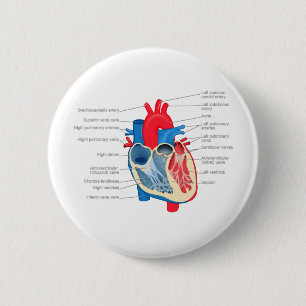Heart_Anatomy Button