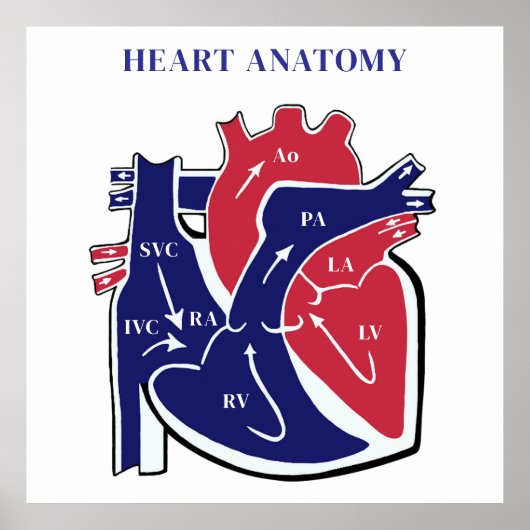Heart Anatomy- Poster (Vorne)