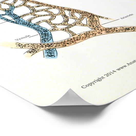 Heart and Arteries Human Anatomy Poster 18 X 24 (Ecke)