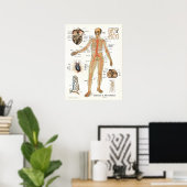 Heart and Arteries Human Anatomy Poster 18 X 24 (Heimbüro)