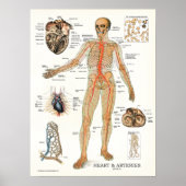 Heart and Arteries Human Anatomy Poster 18 X 24 (Vorne)