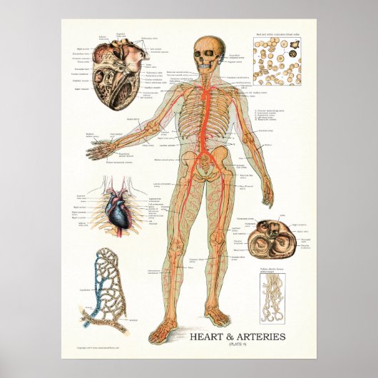 Heart and Arteries Human Anatomy Poster 18 X 24 (Vorne)