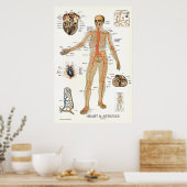 Heart and Arteries Human Anatomy Poster 24 X 36 (Küche)