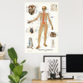 Heart and Arteries Human Anatomy Poster 24 X 36 (Heimbüro)