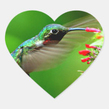 Heart Shaped Hummingbird-Aufkleber