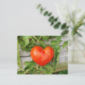 Heart Shaped Tomato Postkarte (Stehend Vorderseite)