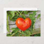 Heart Shaped Tomato Postkarte (Vorne/Hinten)