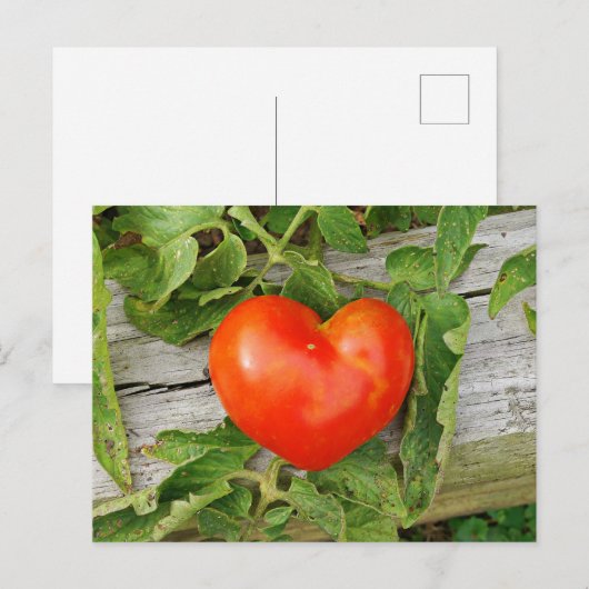 Heart Shaped Tomato Postkarte (Vorne/Hinten)