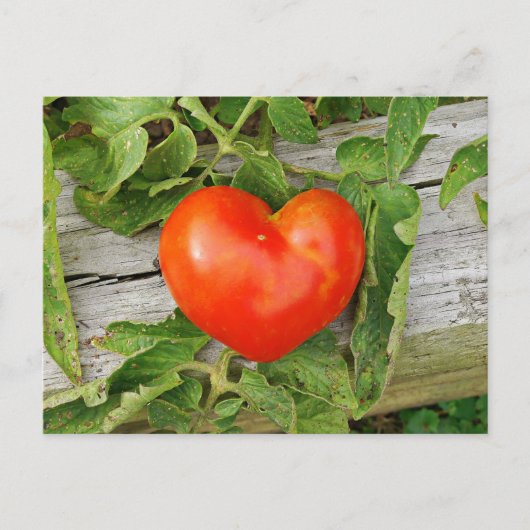 Heart Shaped Tomato Postkarte (Vorderseite)