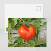 Heart Shaped Tomato Postkarte (Vorne/Hinten)