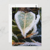 Heartförmiges Blatt mit Eis Postkarte (Vorne/Hinten)