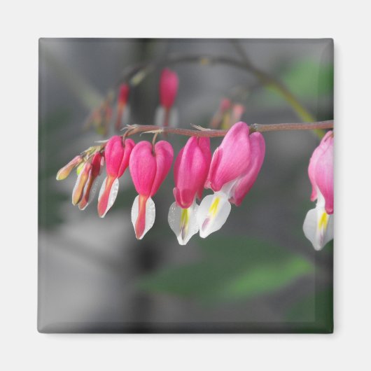 Hearts Magnet (Vorne)