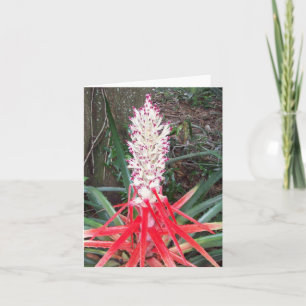 Hearts Of Flame Bromeliad Photo Folded Note Card
