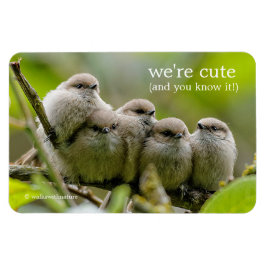 Heartwärming Niedlich Bushtits Songbirds Family Fo Magnet