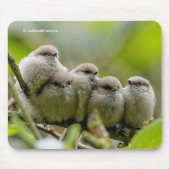 Heartwärming Niedlich Bushtits Songbirds Family Fo Mousepad (Vorne)