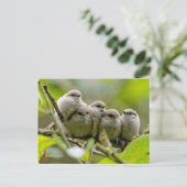 Heartwärming Niedlich Bushtits Songbirds Family Fo Postkarte (Stehend Vorderseite)