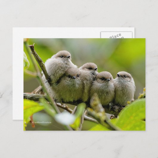 Heartwärming Niedlich Bushtits Songbirds Family Fo Postkarte (Vorne/Hinten)