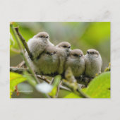 Heartwärming Niedlich Bushtits Songbirds Family Fo Postkarte (Vorderseite)