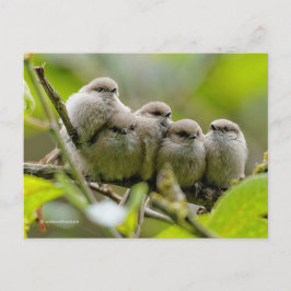Heartwärming Niedlich Bushtits Songbirds Family Fo Postkarte