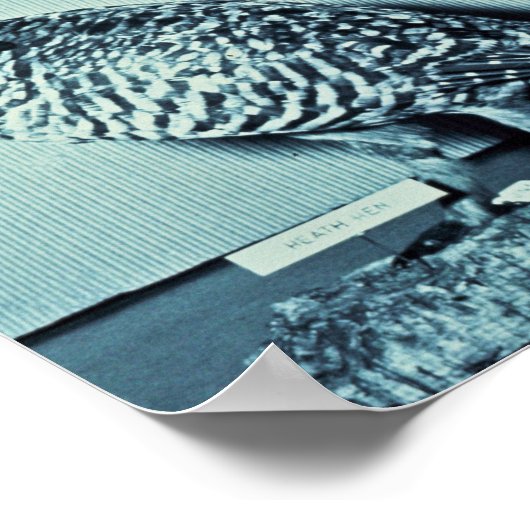 Heath Hen Poster (Ecke)