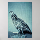 Heath Hen Poster (Vorne)