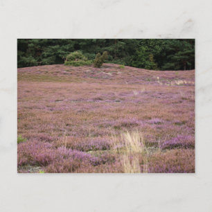 Heath Postkarte