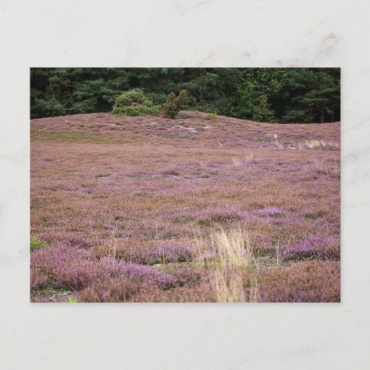 Heath Postkarte (Vorderseite)