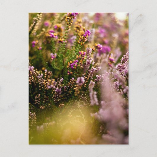 Heather Grouse Postcard Floral Natumn Großbritanni Postkarte (Vorderseite)
