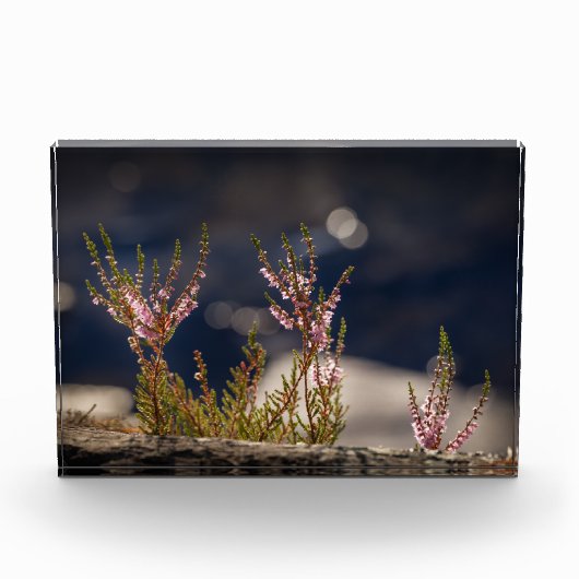 Heather Nature Foto (Vorderseite)