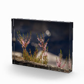 Heather Nature Foto (Rechts)