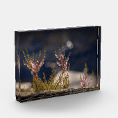 Heather Nature Foto (Links)
