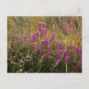 Heather Postcard Postkarte