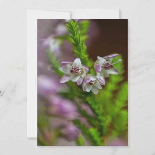 Heather Spring Blume immergrün blühen lila Einladung (Vorderseite)