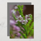 Heather Spring Blume immergrün blühen lila Einladung (Vorne/Hinten)